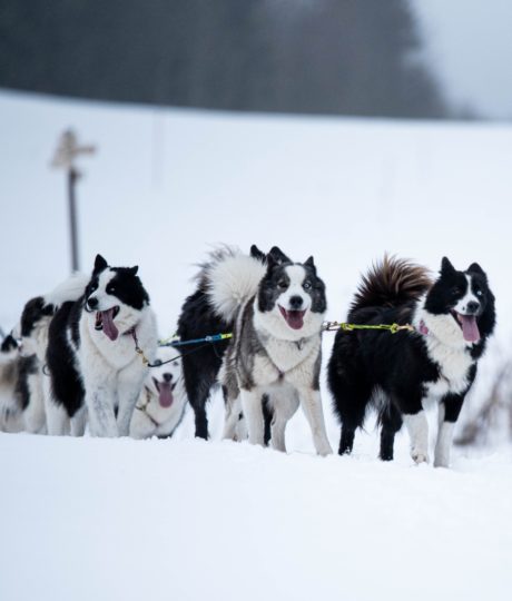 La vallée des laïkas – Chiens de traîneau