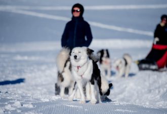 La vallée des laïkas – Chiens de traîneau