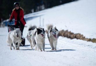 La vallée des laïkas – Chiens de traîneau