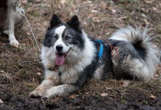 La vallée des laïkas –  kart, cani-trottinette et cani-rando