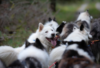 La vallée des laïkas –  kart, cani-trottinette et cani-rando