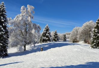 Les Cornées