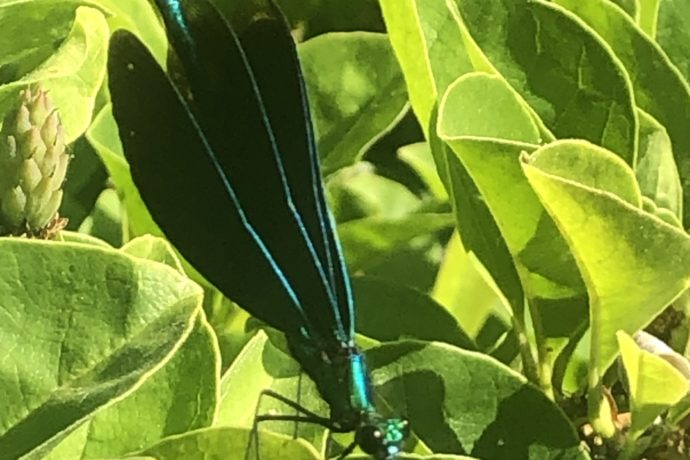 libellule