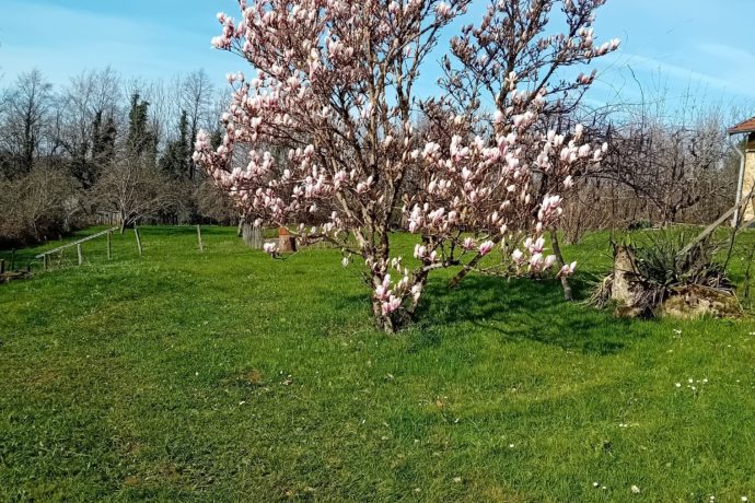 magnolia en fleurs 002