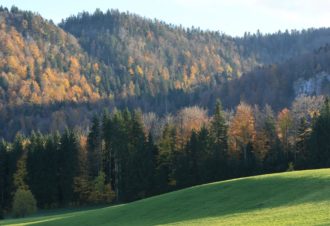 L&rsquo;homme et la forêt