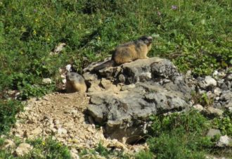 Aventures au naturel dans le Haut-Jura