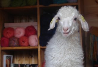 Mohair la vie côté douceur – Élevage de chèvres angora