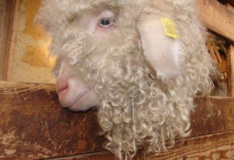 Mohair la vie côté douceur – Élevage de chèvres angora