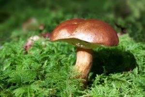 mushroom-448866_1280