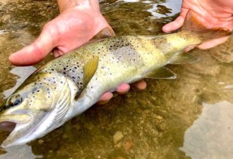 Séjour de pêche à la mouche dans le Jura
