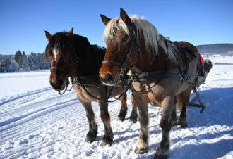 La calèche des Chauvins