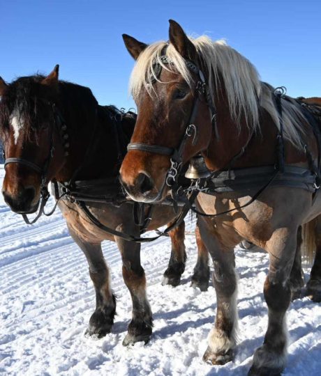 La calèche des Chauvins
