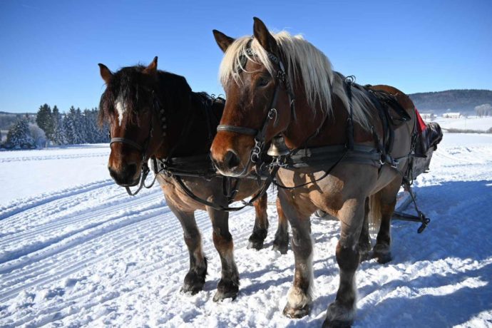 calèche des chauvins