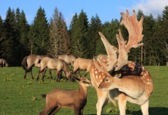 En famille à la campagne à la découverte des animaux