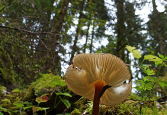 La forêt du Mont noir