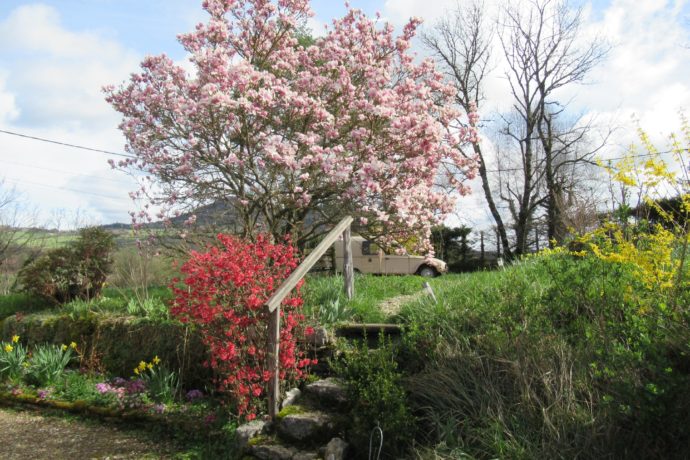 printemps en fleurs