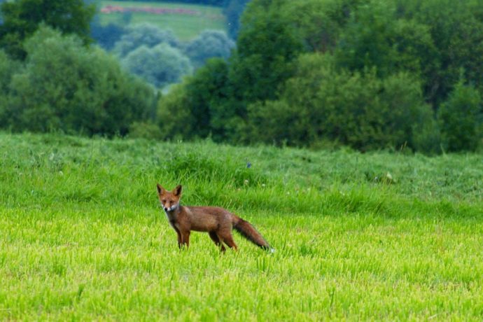 Renard sur le Domaine