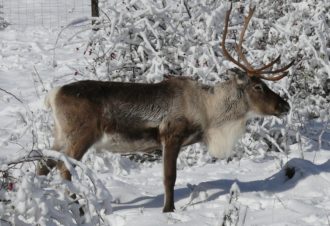 A la découverte des animaux du grand nord en famille dans le Jura
