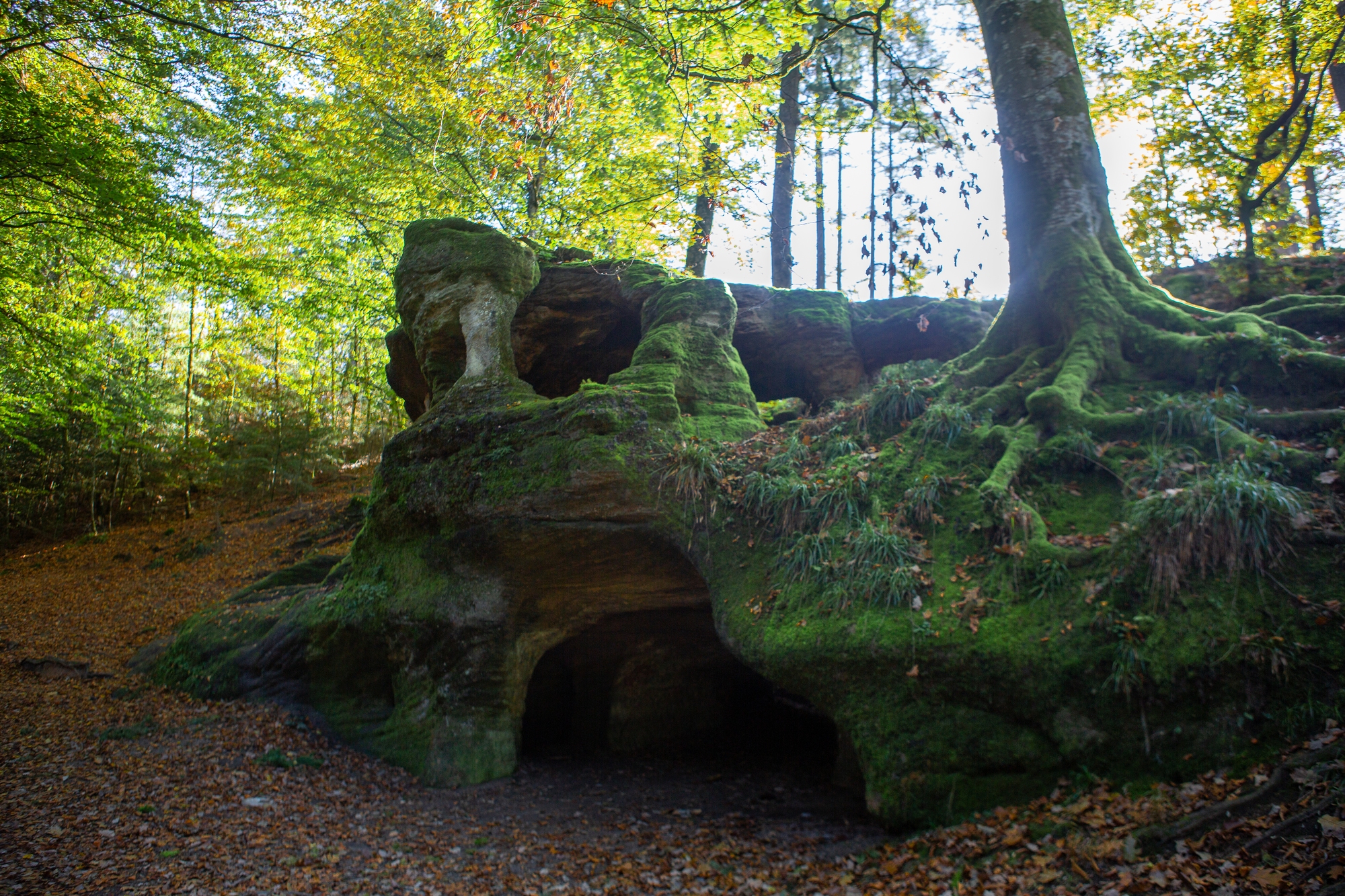 Les Racines – 109R