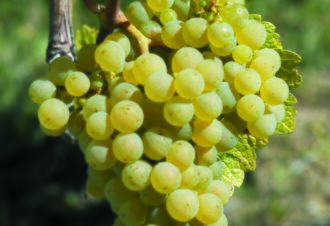 Fruitiere Vinicole d’Arbois – Château Béthanie