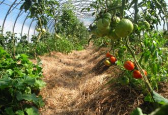 Le Champ des 6 Reines – Maraîchage diversifié AB