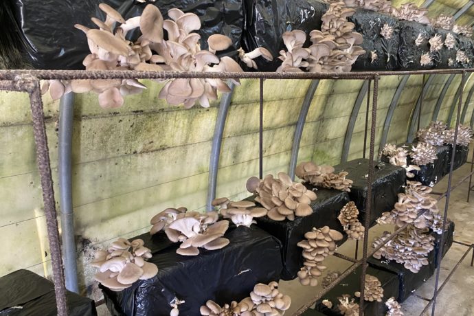 serres_ney_champignons_automne_2025_©CNJ (1)