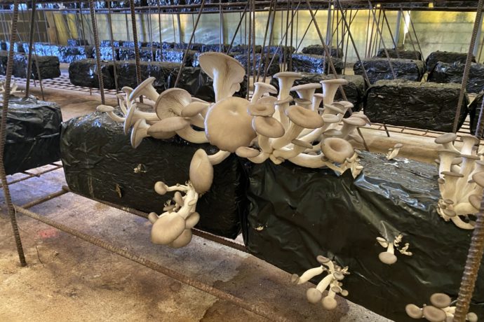 serres_ney_champignons_automne_2025_©CNJ (2)