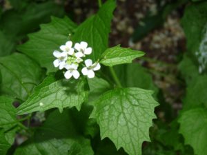 sortie nature © Grégory Le Moing  (4)