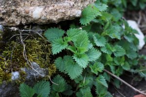 sortie nature © Grégory Le Moing  (7)