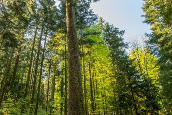 supt_sapinprésident_©Loïc_Aubert (1)