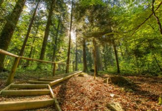 Forêt de la Joux
