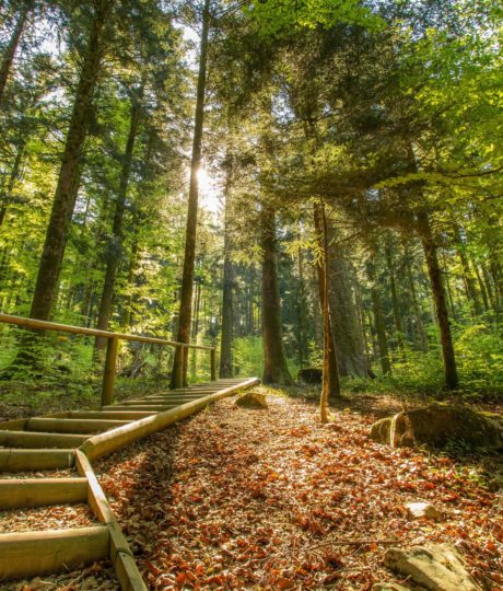 Forêt de la Joux