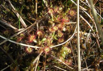 Réserve Naturelle Régionale des tourbières du bief du Nanchez