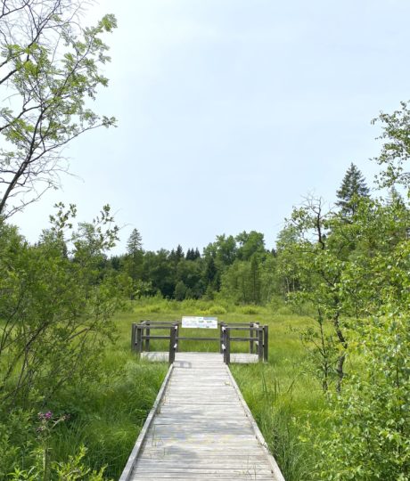 Tourbière de l’Entre Côtes du Milieu