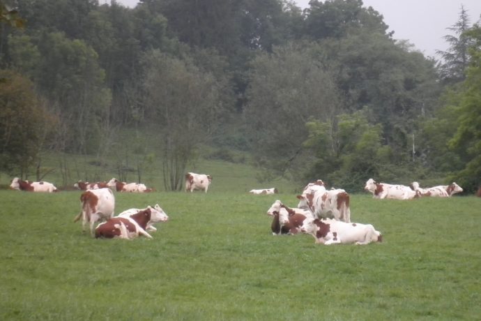 troupeau à l&rsquo;automne