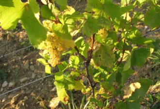 Les coteaux du Val de Sorne