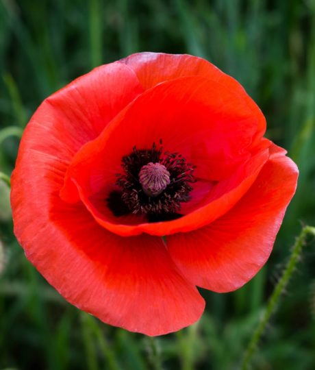 Tisanes et Bourgeons