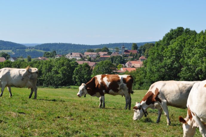 vue gle village avec vaches dvt gîte