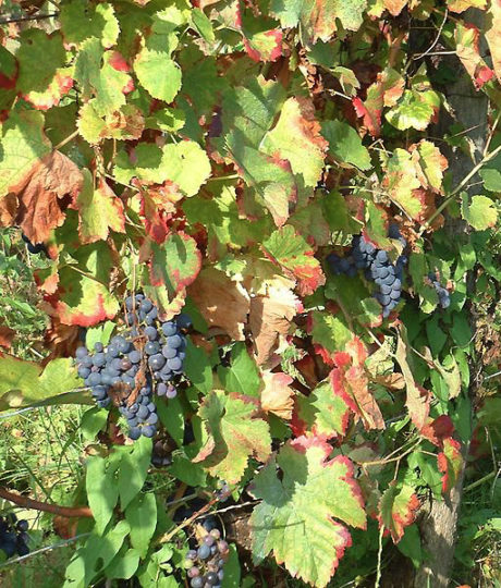 176167Domaine Geneletti